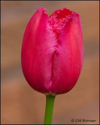 1437 Red fringed tulip.jpg