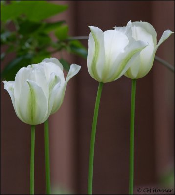1472 White Tulips.jpg