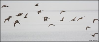 1531 Whimbrel.jpg