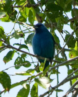 2852 Indigo Bunting.jpg