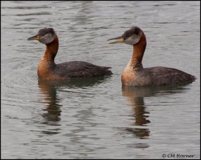 3260 Red-necked Grebes adults.jpg