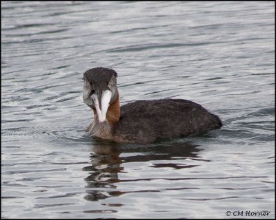 3291 Red-necked Grebe with fish.jpg