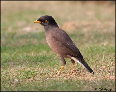 4538 Common Myna