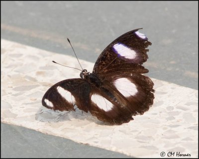 4591 Great Eggfly