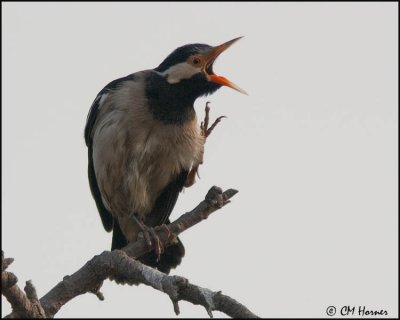 4642 Asian Pied Starling