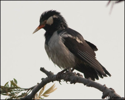4646 Asian Pied Starling