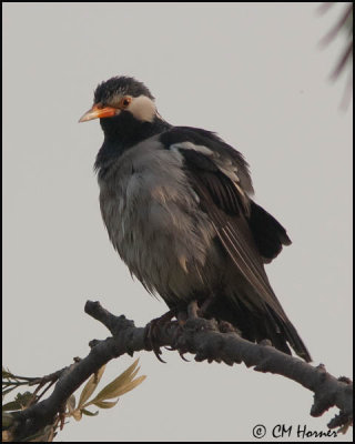 4648 Asian Pied Starling