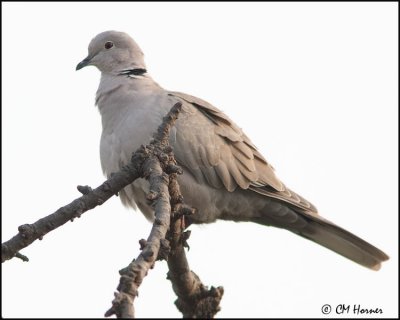 4654 Eurasian Collared-Dove