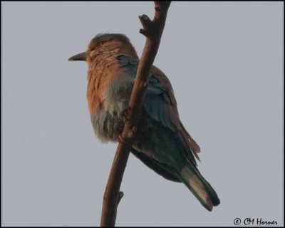 4676 Indian Roller