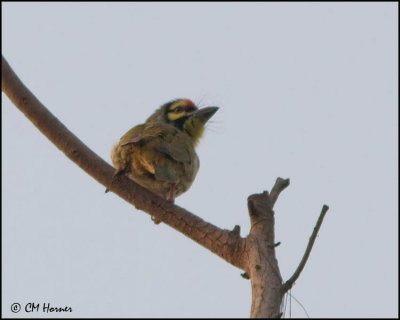 4682 Coppersmith Barbet