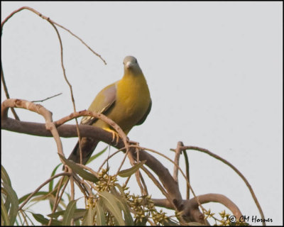 4698 Yellow-footed Green-Pigeon
