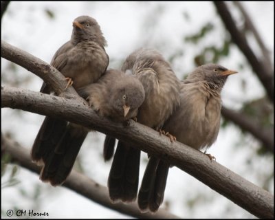 4792 Jungle Babblers.jpg