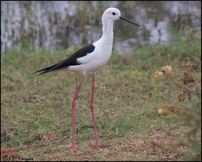 4900 Black-winged Stilt.jpg