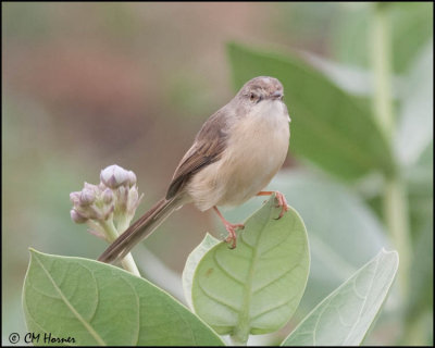 4906 Plain Prinia.jpg