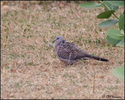 4974 Spotted Dove.jpg