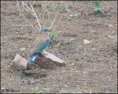5248 Indian Roller.jpg