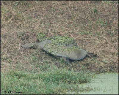 5778 Indian Flap-shelled Turtle