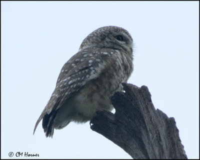 5800 Spotted Owlet.jpg