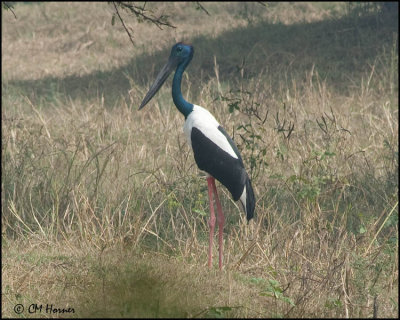 5819 Black-necked Stork.jpg