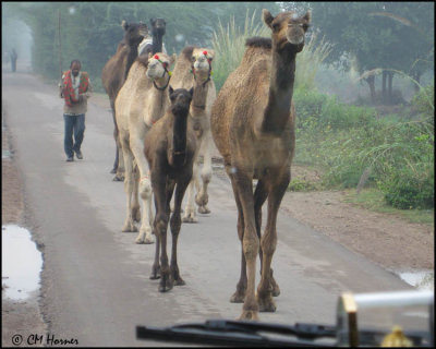 4008 Camel Convoy.jpg
