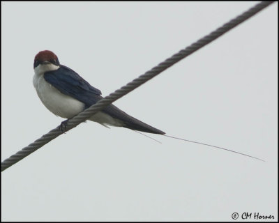 5866 Wire-tailed Swallow.jpg