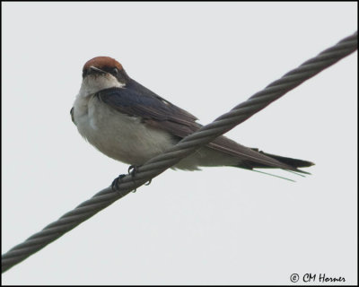 5870 Wire-tailed Swallow.jpg