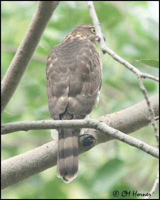 5927 Eurasian Sparrowhawk confirm id.jpg
