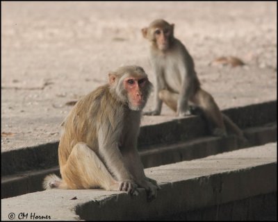 5948 Rhesus Macaque.jpg