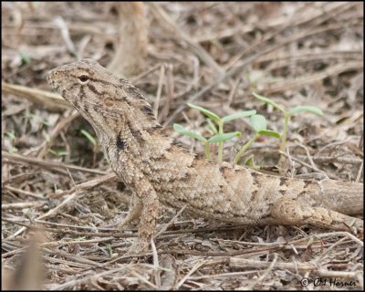 6002  Oriental Garden Lizard.jpg