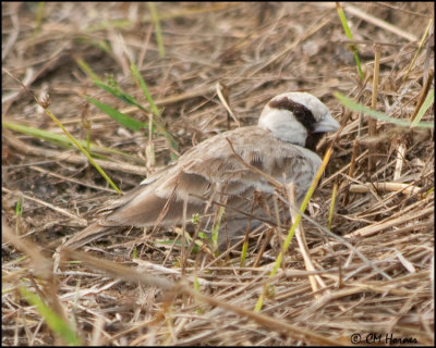 6018 Ashy-crowned Sparrow-Lark male.jpg