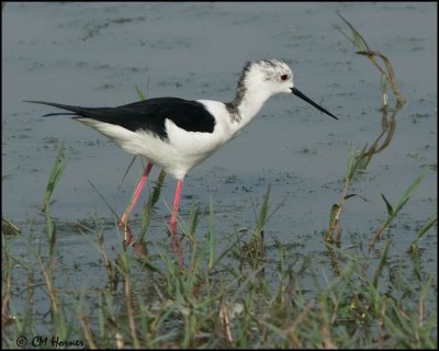 6165 Black-winged Stilt.jpg
