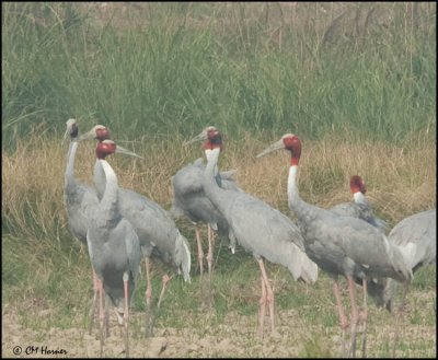 6218 Sarus Cranes.jpg