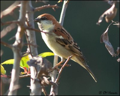 6267 Russet Sparrow