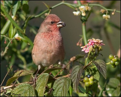 6307 Common Rosefinch.jpg