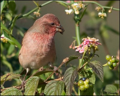 6310 Common Rosefinch.jpg