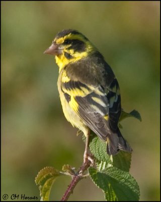 6325 Yellow-breasted Greenfinch.jpg