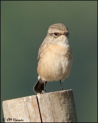 6345 European Stonechat.jpg