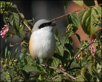 6349 Long-tailed Shrike.jpg