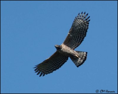 6369 Mountain Hawk-Eagle.jpg