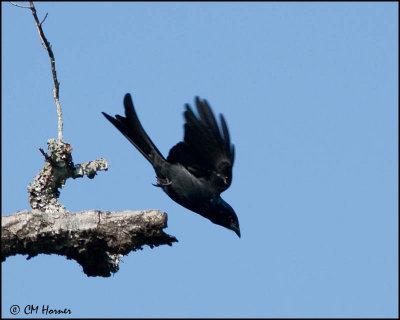 6450 Bronzed Drongo.jpg