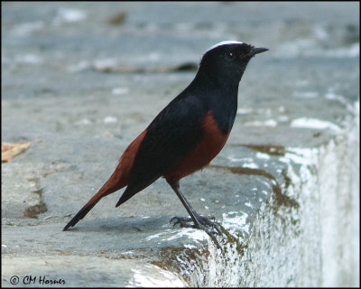 6478 White-capped Water-Redstart.jpg