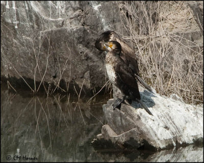 6482 Great Cormorant.jpg