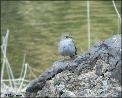 6493 Plumbeous Water-Redstart female.jpg