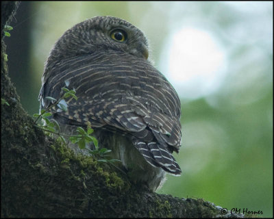 6506 Asian Barred Owlet.jpg