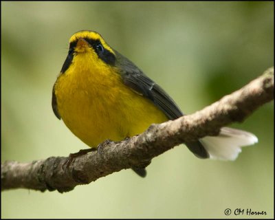 6520 Yellow-bellied Fantail.jpg