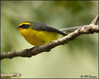 6524 Yellow-bellied Fantail.jpg