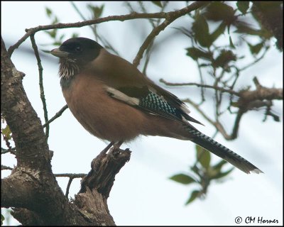 6538 Eurasian Jay.jpg