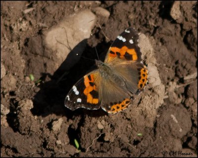 6566 Indian Red Admiral.jpg