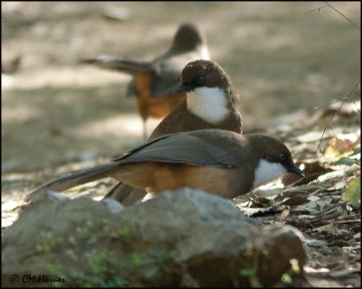 6582 White-throated Laughingthrush.jpg