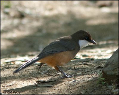 6584 White-throated Laughingthrush.jpg